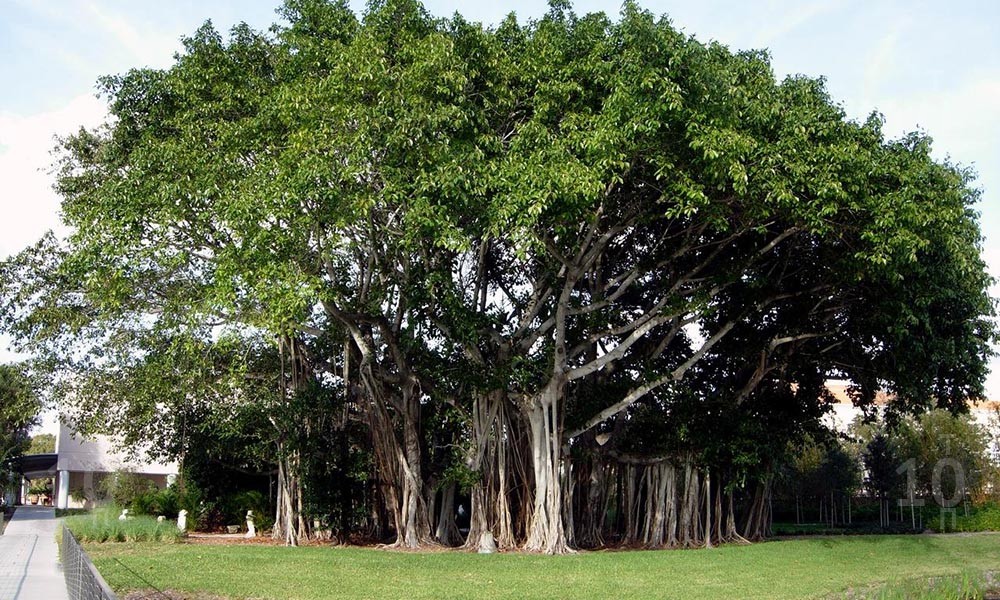 «Baobab Tree & Wine Cellar» бар в Южной Африке