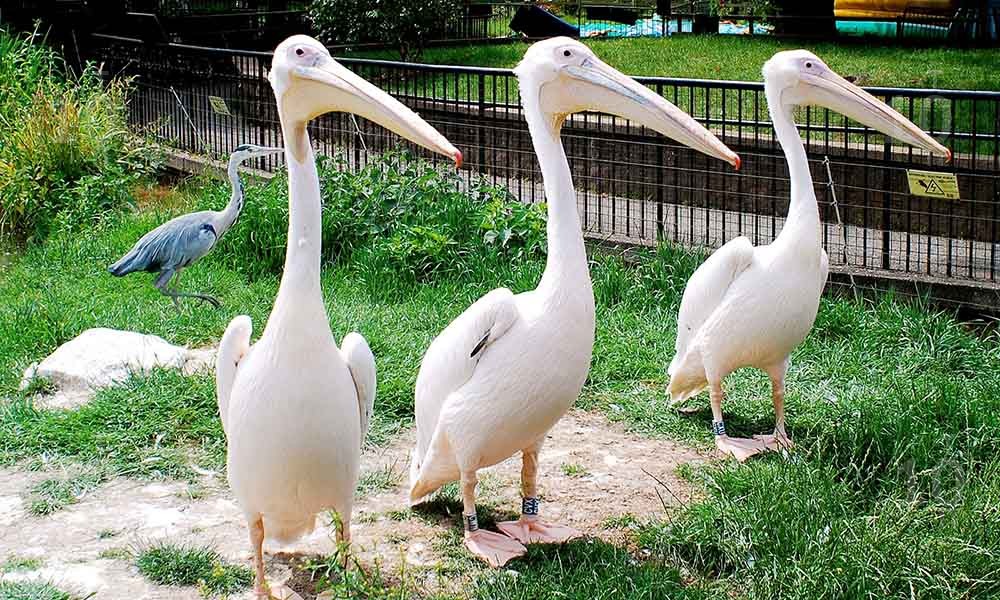 Лондонский зоо сад