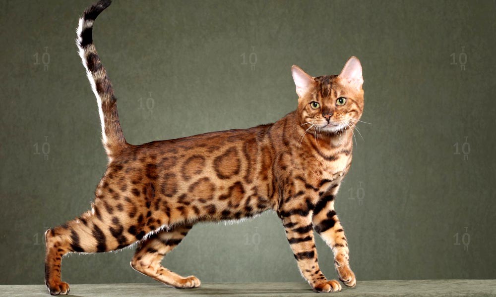 Бенгальская кошка