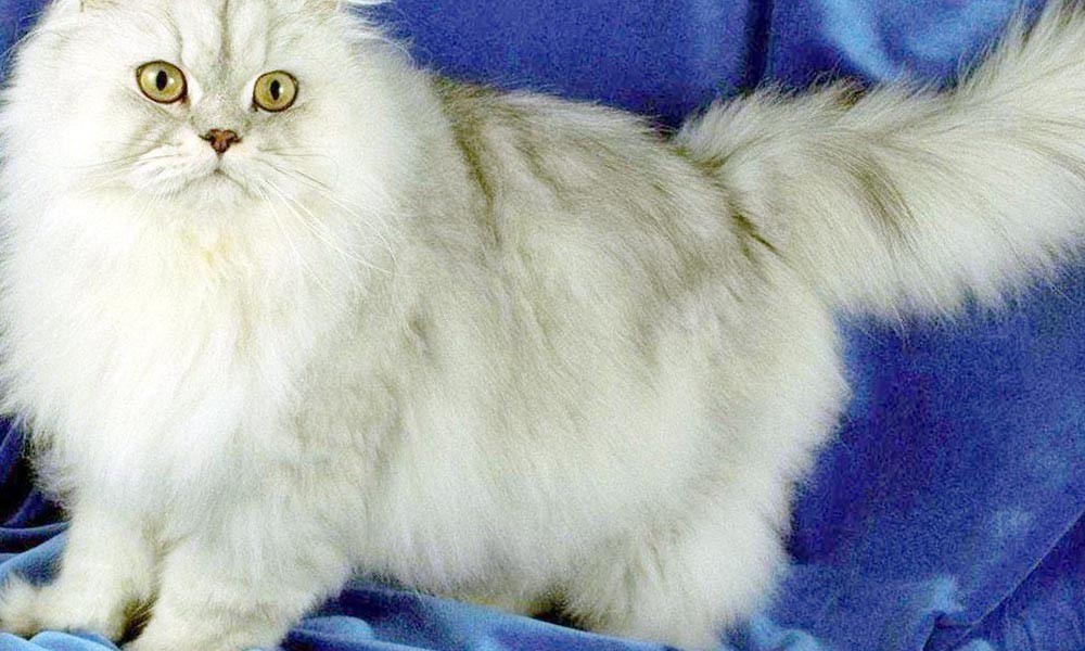 Персидская кошка