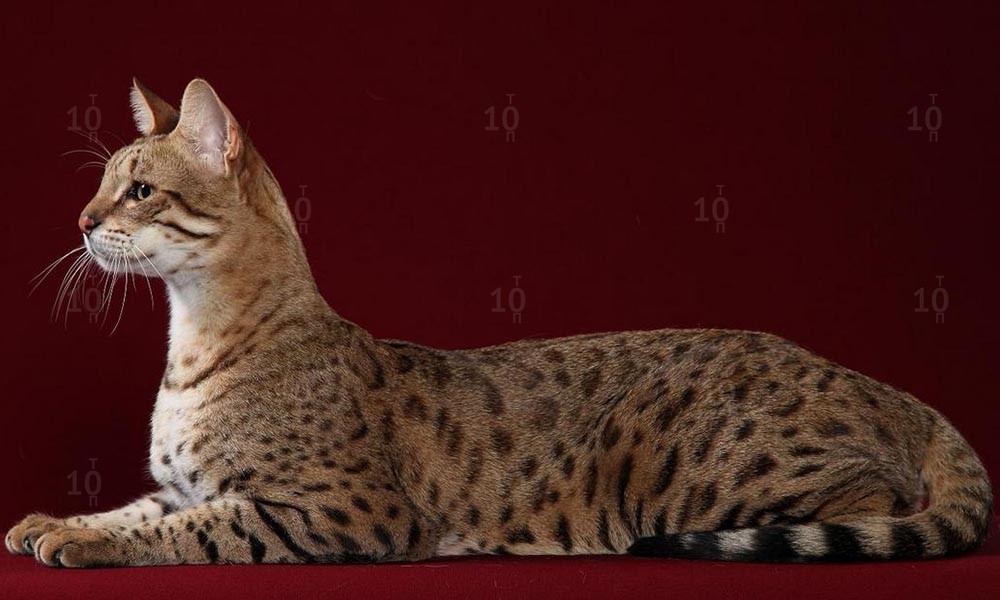 Кошка породы Сафари
