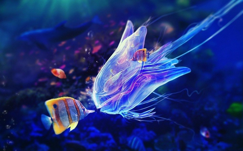 fish